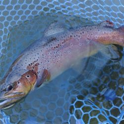 ナイスサイズ連発！ ～岡崎トラウトポンド～